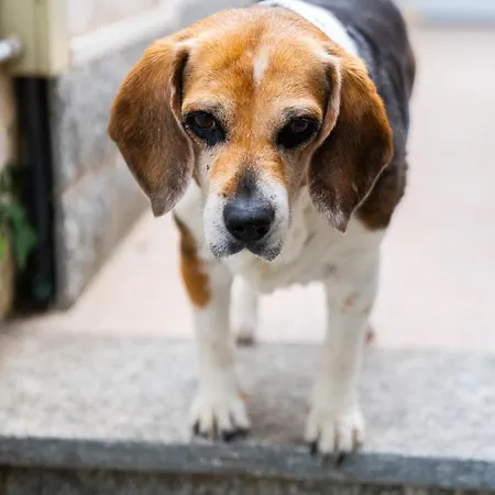 アパート Casa Diana アルマ・ディ・タッジャ